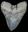 Serrated, Fossil Megalodon Tooth - + Foot Shark! #66185-1